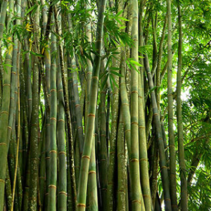 Bamboo