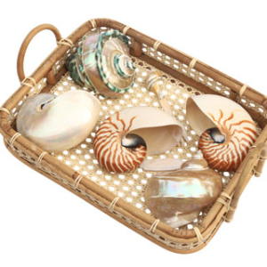 Seashell