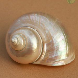 Pearl Polished Jade Turbo Shell from Vietnam